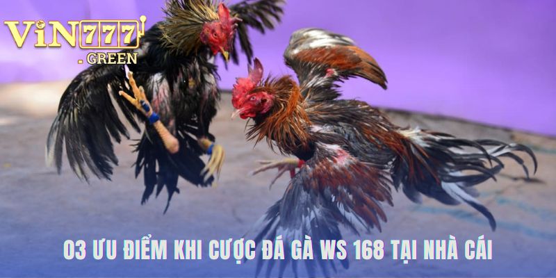 Ưu điểm cược đá gà WS 168 hé lộ những đặc quyền vượt trội