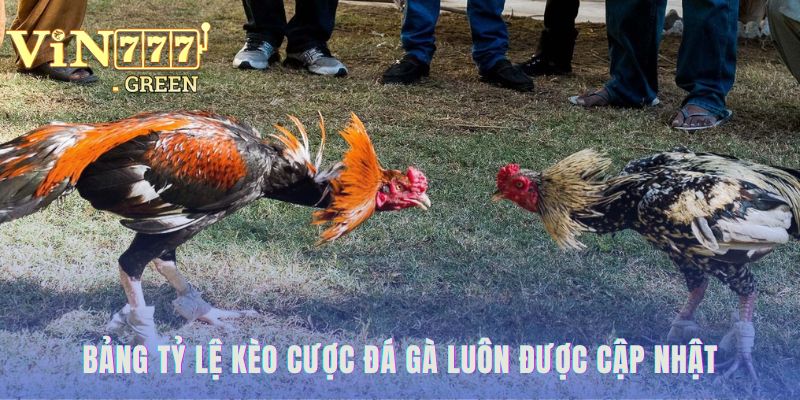 Tỷ lệ kèo cược đá gà cập nhật theo thời gian thực