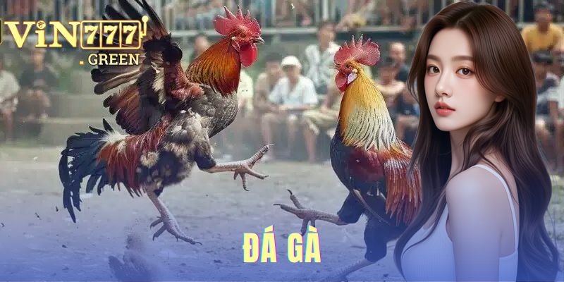 Đá Gà 