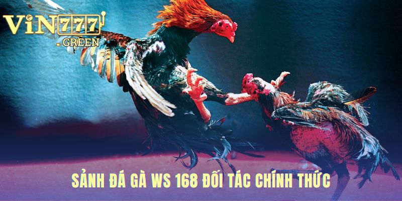 Sảnh đá gà WS 168 đảm bảo uy tín qua đối tác chính thức VIN777