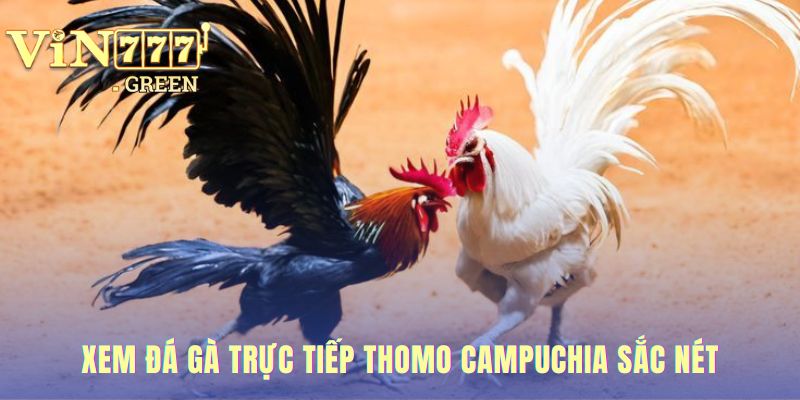 Xem đá gà trực tiếp có chất lượng Full HD sắc nét